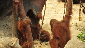 Orangutani v Pražské zoo