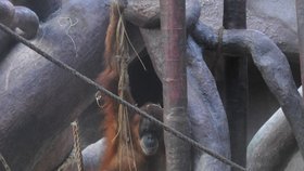 Orangutani v Pražské zoo