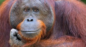 Inteligenti z ostrovů: Kalendář orangutaních samců