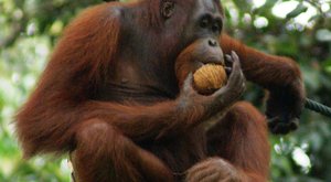 Jedovatá kořist orangutanů: Kopance do outloňů