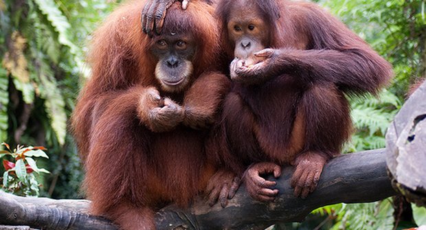 Nově objevení orangutani mají naději