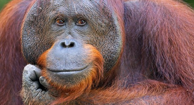 Inteligenti z ostrovů: Kalendář orangutaních samců