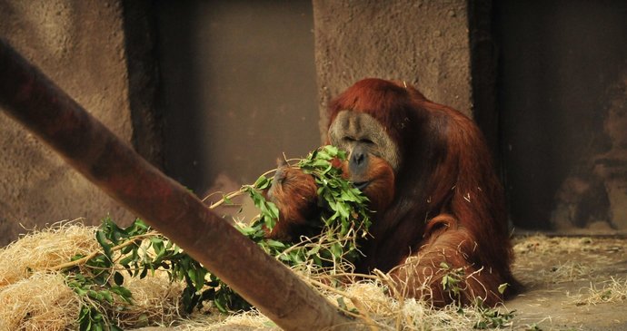 Orangutani v Pražské zoo