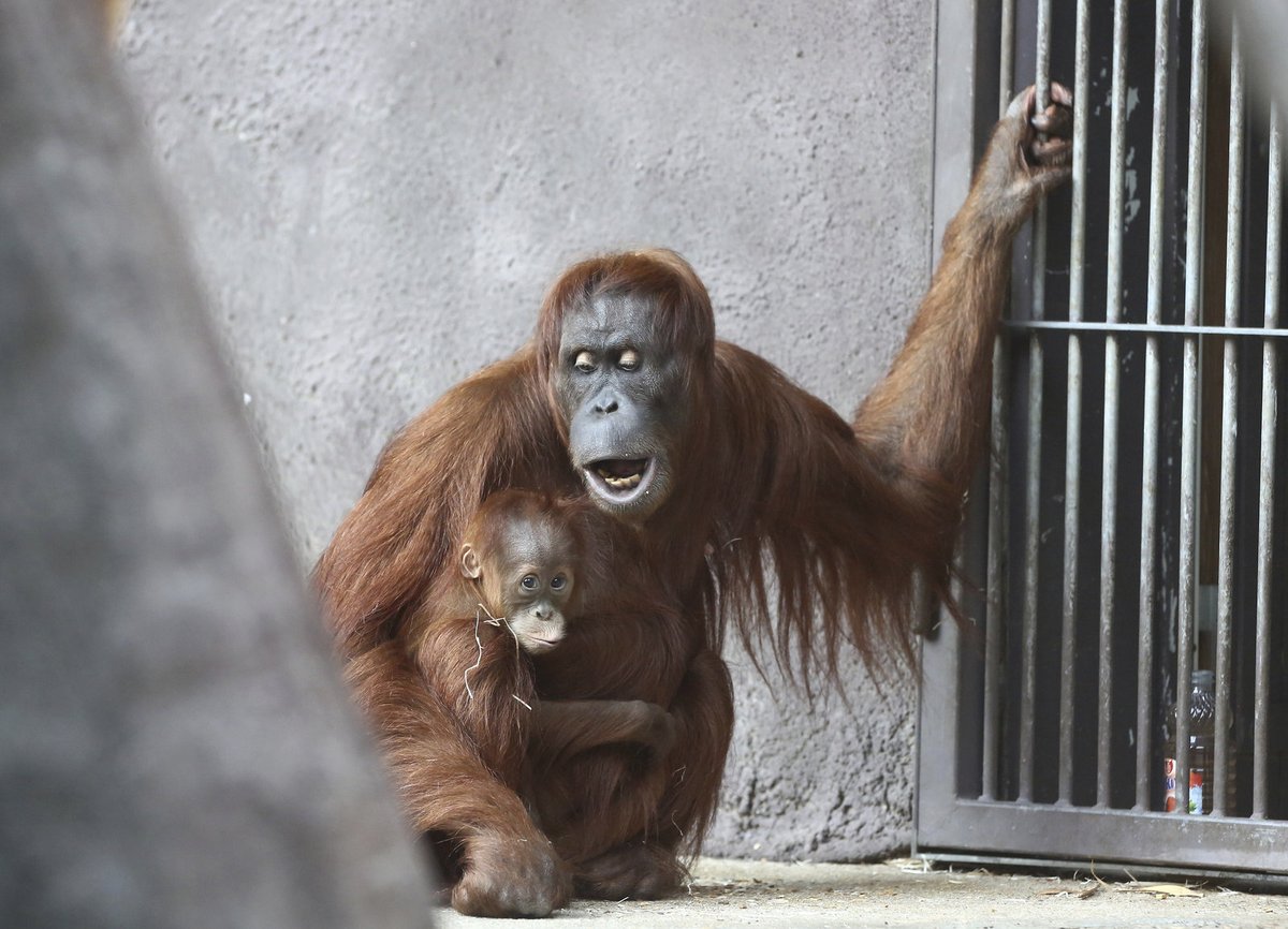Roztomilá orangutaní rodinka v akci! 