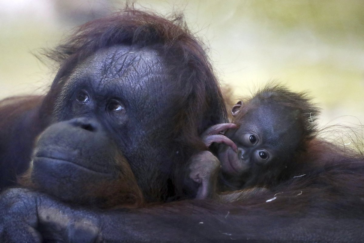 Proč orangutaní prcek uhynul, ukáže pitva.