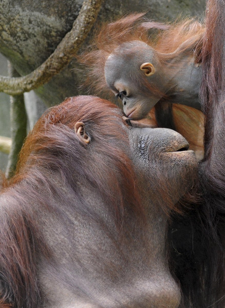 Orangutan. PROKÁZÁNO: Stejně jako lidé mají samice opic velmi vřelý vztah ke svým potomkům. Mimochodem, vědci také prokázali, že »mimina« opic se smějí podobně jako ta lidská.