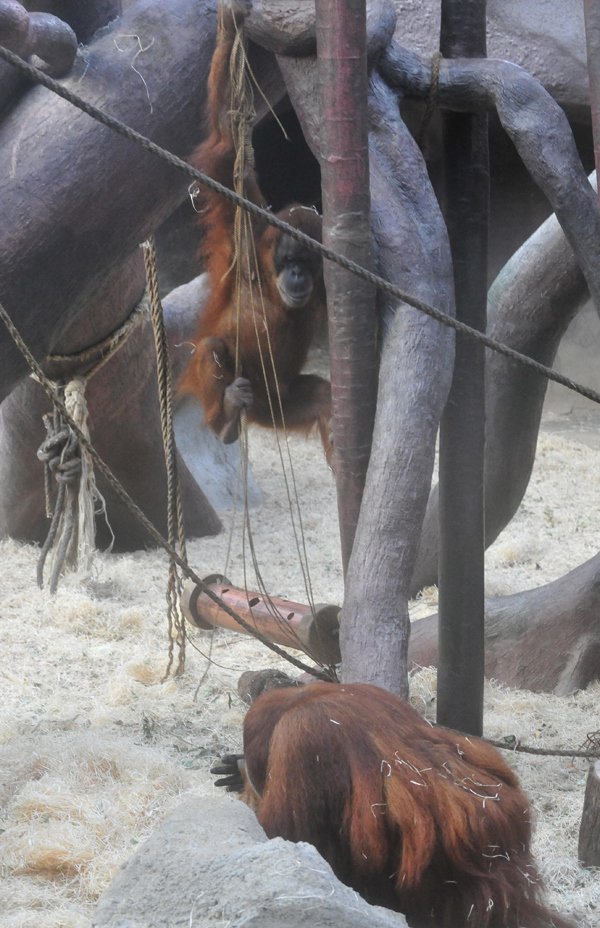 Orangutani v Pražské zoo