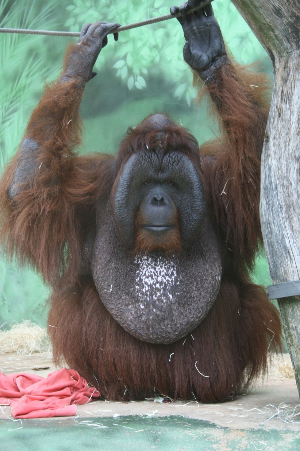 Oba druhy orangutanů bornejských i sumaterských patří ke kriticky ohroženým zvířecím druhům ve volné přirodě. (ilustrační foto)