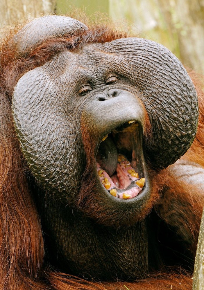 Plně dospělý samec sumaterského orangutana dává přednost samotářskému způsobu života
