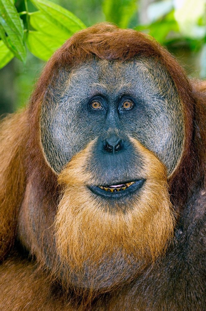 Plně dospělý samec sumaterského orangutana dává přednost samotářskému způsobu života