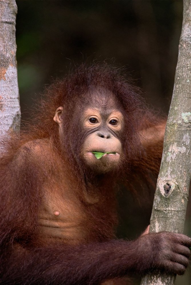 Mláďata orangutanů se osamostatňují až v sedmi letech, přičemž první tři roky je matka kojí. Další mládě může mít, až když jsou předchozímu nejméně čtyři roky a je odstavené