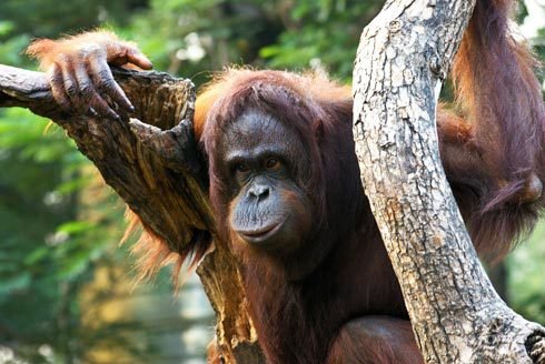 Ke stromovému způsobu života jsou orangutani skvěle vybaveni.