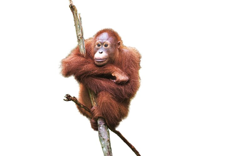 Orang gutani dnes žijí jen na ostrovech Borneo a Sumatra, v minulo osti ale žili stejně jako gigantopitekus na asijské pevnině