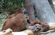 Ve snaze získat přízeň samice se samci orangutana před svou vyvolenou předvádějí (podobně jako muži před ženami). Své teritorium si také samci vyhrazují hlasitým houkáním.