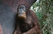 Orangutani se často objímají a odpočívají spolu. Vzájemnou náklonost si dávají najevo také drbáním a odstraňováním možných parazitů z kožichu.