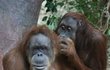 Na rozdíl třeba od šimpanzů nebylo nikdy u orangutanů zpozorováno užívání primitivních nástrojů. Ve volné přírodě si ale například při silném dešti vytvářejí »deštníky« z listů.