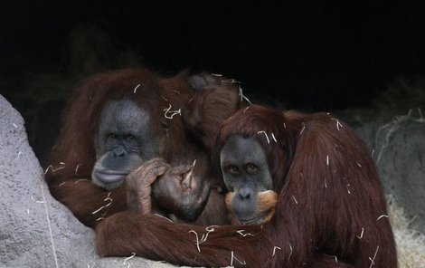 V přírodě nebývá běžné, že by samice a samci orangutanů žili společně. Samice zpravidla žijí v tlupě s mláďaty, samci žijí samotářsky. Upita i Padang se ale v zoologické zahradě už narodili, a chovají se tudíž trochu jinak. 