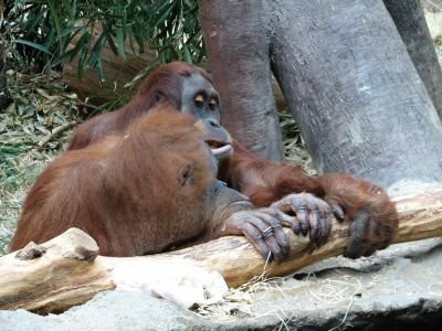 Ve snaze získat přízeň samice se samci orangutana před svou vyvolenou předvádějí (podobně jako muži před ženami). Své teritorium si také samci vyhrazují hlasitým houkáním.