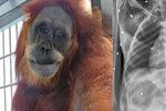 Orangutanku Hope postřelili 74krát vzduchovkou
