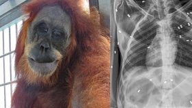 Orangutanku Hope postřelili 74krát vzduchovkou