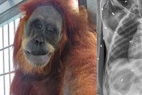 Orangutanka měla v sobě 74 střel: Kvůli bolesti se nemohla starat o mládě, které zahynulo