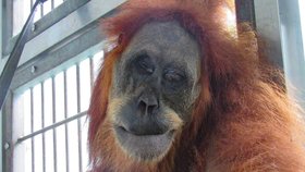 Postřelená samička orangutana Epen z ostrova Borneo byla veterináři znovu vpuštěna do volné přírody (ilustrační foto)