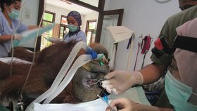Orangutanku Hope 74krát postřelili vzduchovkou