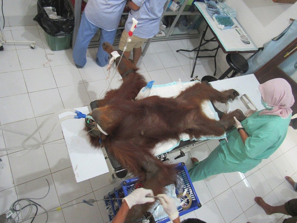 Orangutanku Hope 74krát postřelili vzduchovkou