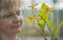 Rarita z botanické zahrady v Liberci: Kráska z Mexika vykvetla poprvé v Česku