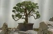 Nejstarší bonsaj světa