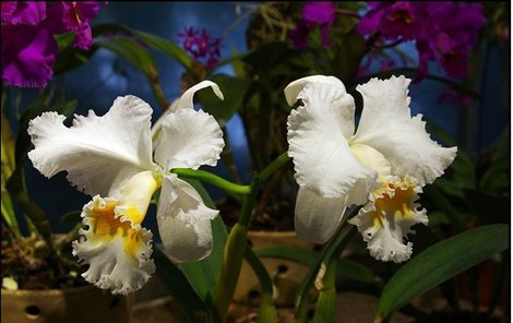 Botanická zahrada má přibližně tisíc exponátů orchidejí.