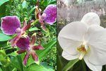 V Botanické zahradě vypukla výstava Orchideje - královny opylovacích triků.