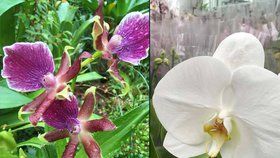 V Botanické zahradě vypukla výstava Orchideje - královny opylovacích triků.