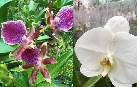 Milovníci orchidejí jásají: Botanickou zahradu zaplavily královny opylovacích triků
