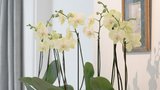 Vznešené orchideje
