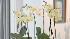 Nádherné květy orchideje vás budou těšit dlouho, jen tak neuvadají.