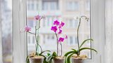 Nebojte se orchidejí! Jak vybrat tu správnou, která vám pokvete řadu let?