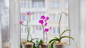 Phalaenopsis potřebuje světlé stanoviště u okna, ale nesmí na něj táhnout, ani by se neměl se okna dotýkat, jinak mu opadají květy.