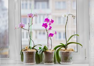 Phalaenopsis potřebuje světlé stanoviště u okna, ale nesmí na něj táhnout, ani by se neměl se okna dotýkat, jinak mu opadají květy.