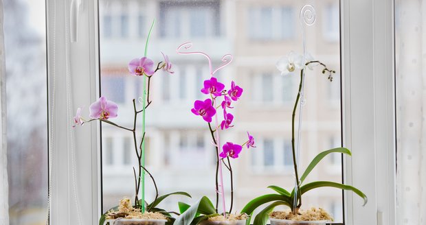 Phalaenopsis potřebuje světlé stanoviště u okna, ale nesmí na něj táhnout, ani by se neměl se okna dotýkat, jinak mu opadají květy.