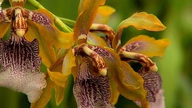 Dnes se s naší Zvědavou kamerou znovu podíváme do království orchidejí. Tentokrát se seznámíme s kráskami, které patří mezi ty otužilé