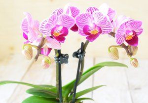 I když je orchidej krásná, do ložnice nepatří.