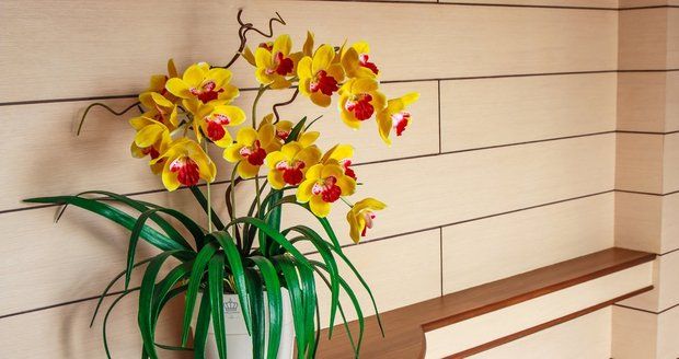 Při správné péči vám orchidej pokvete po celý rok.