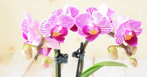 I když je orchidej krásná, do ložnice nepatří.