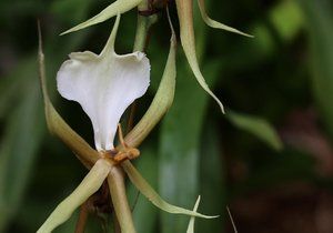 Ve skleníku Fata Morgana jsou k vidění tisíce orchidejí