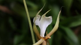 Ve skleníku Fata Morgana jsou k vidění tisíce orchidejí