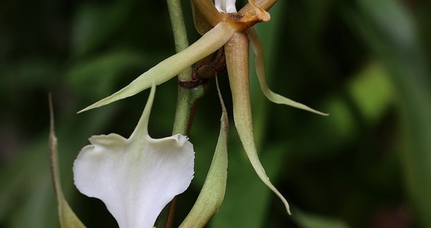 Ve skleníku Fata Morgana jsou k vidění tisíce orchidejí