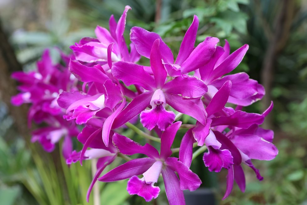 Cattleya bowringiana je nepopulárnější orchidej mezi lidmi