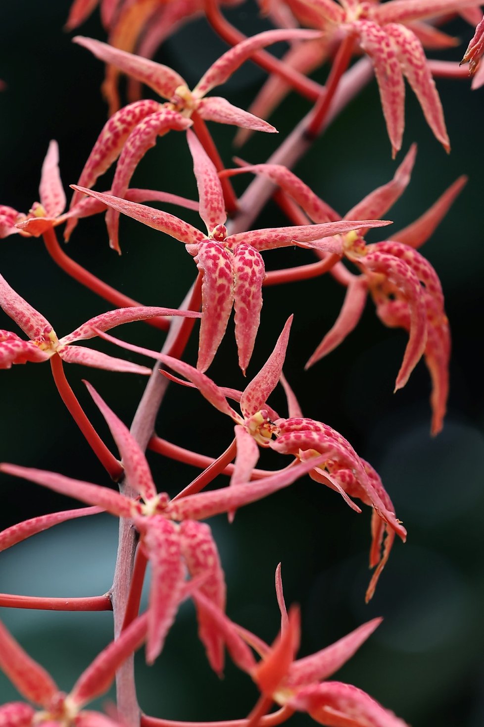 Ve skleníku Fata Morgana jsou k vidění tisíce orchidejí