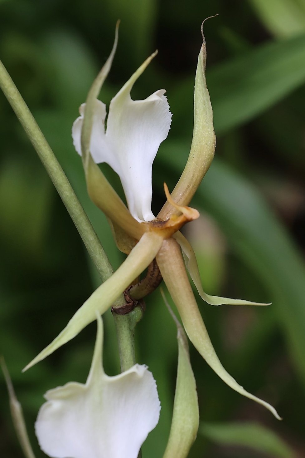 Ve skleníku Fata Morgana jsou k vidění tisíce orchidejí